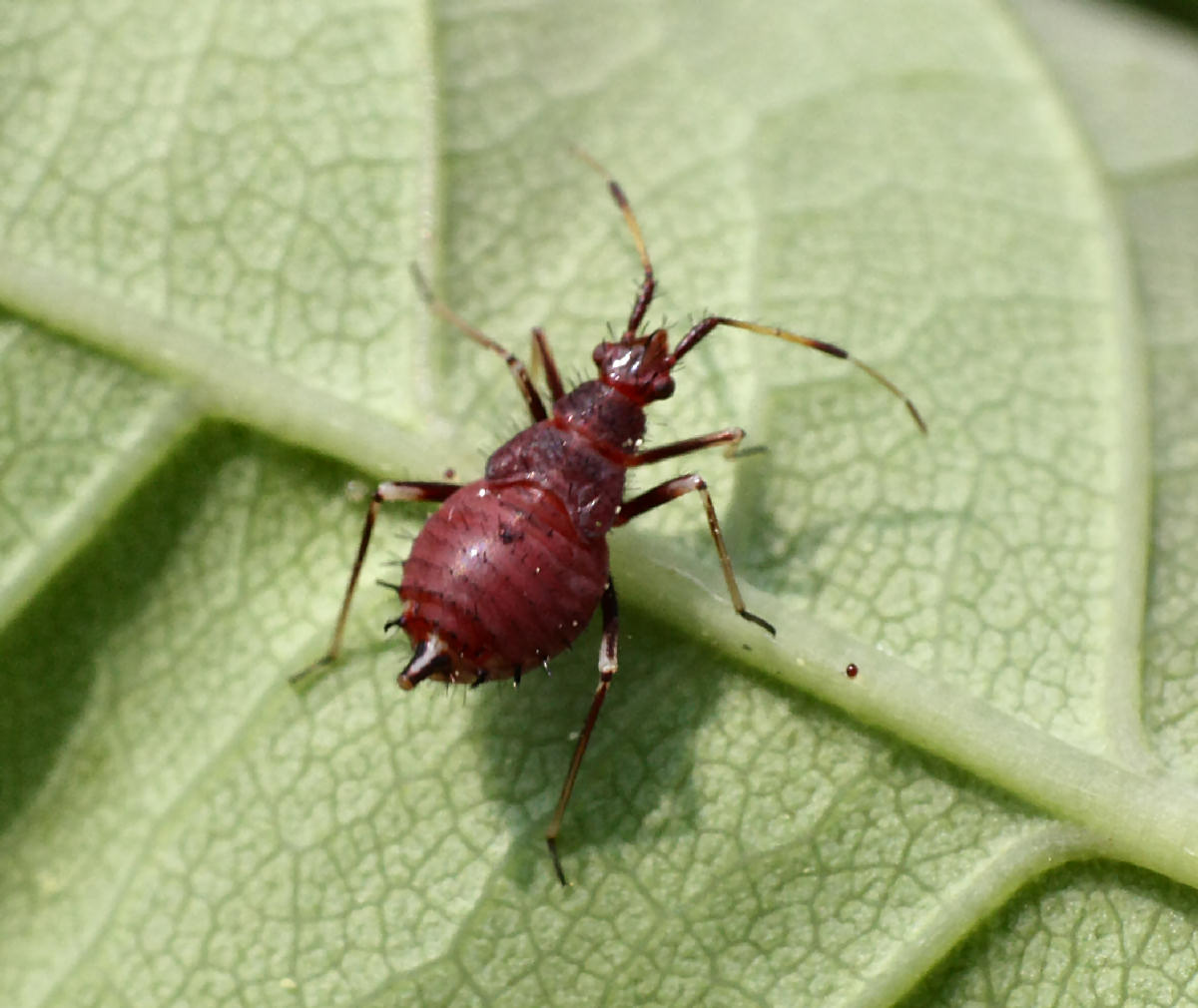 Miridae: Deraeocoris ruber (ninfe)  della Lombardia (MB)